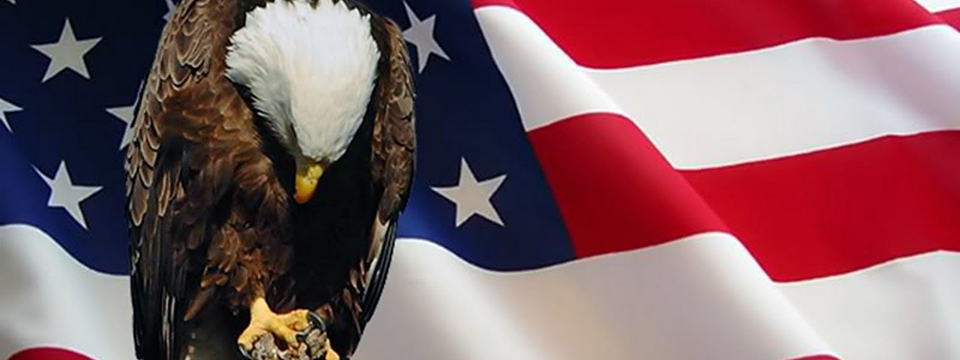 Photo of a Bald Eagle, it's head bowed in deference, perched in front of the flag of the United States of America. - Flying Blind, LLC Online Store