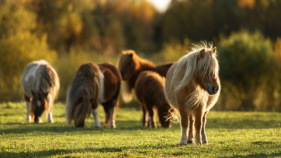 A small herd of 5 miniature ponies graze in a field at sunset.